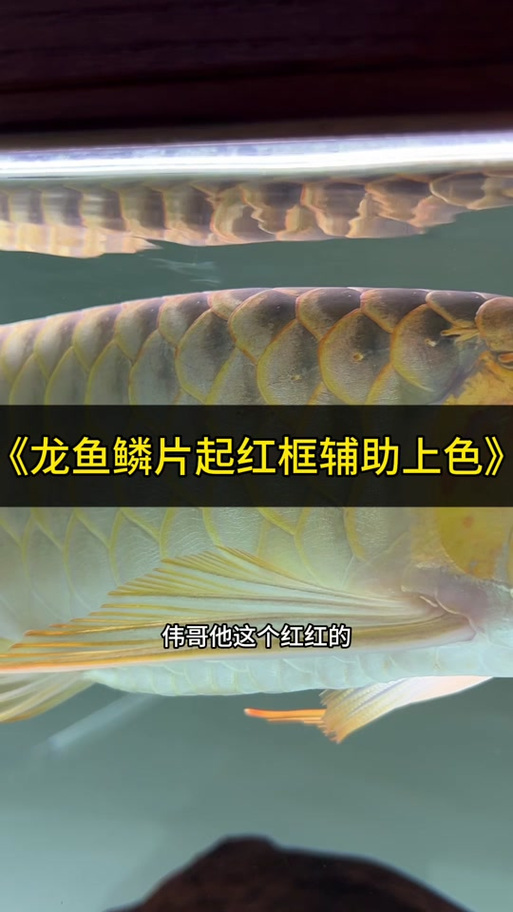 魔兽世界“图样:红龙鳞片胸甲”获取全攻略